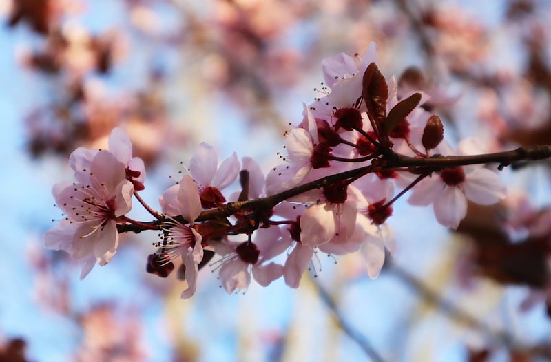 Garden Arboretums